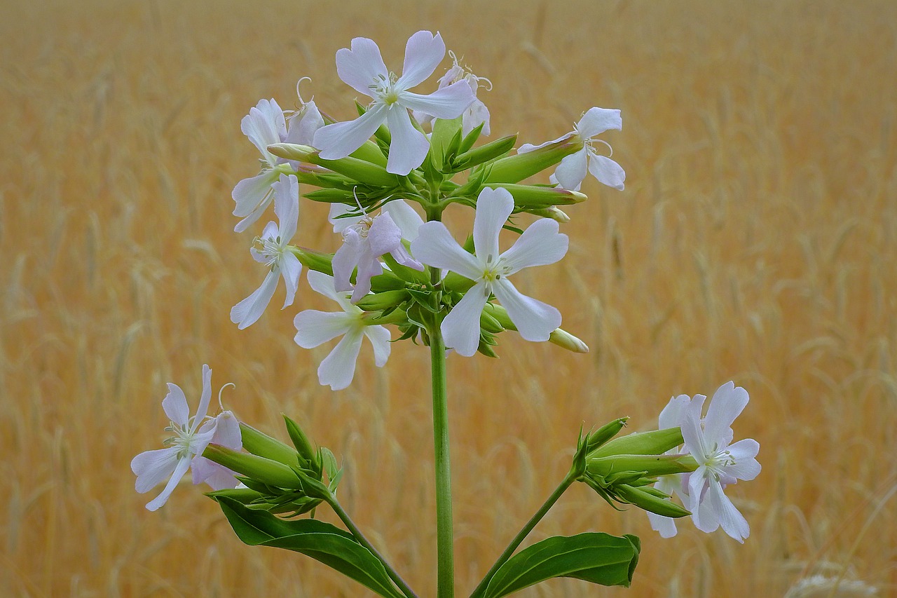 flowers  field  plant free photo