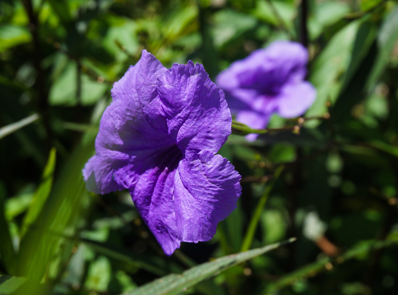 flowers  purple  bloom free photo