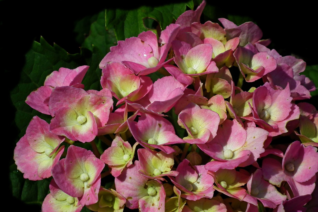 flowers  hydrangea  pink free photo