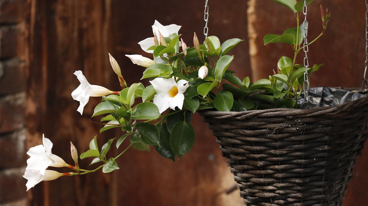 flowers  basket  summer free photo