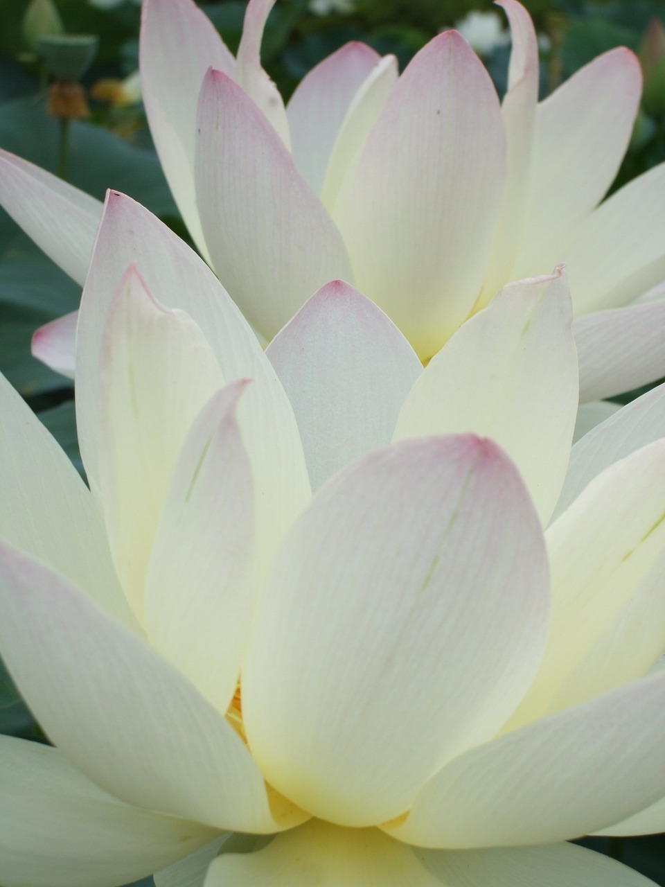 flowers lotus japan free photo