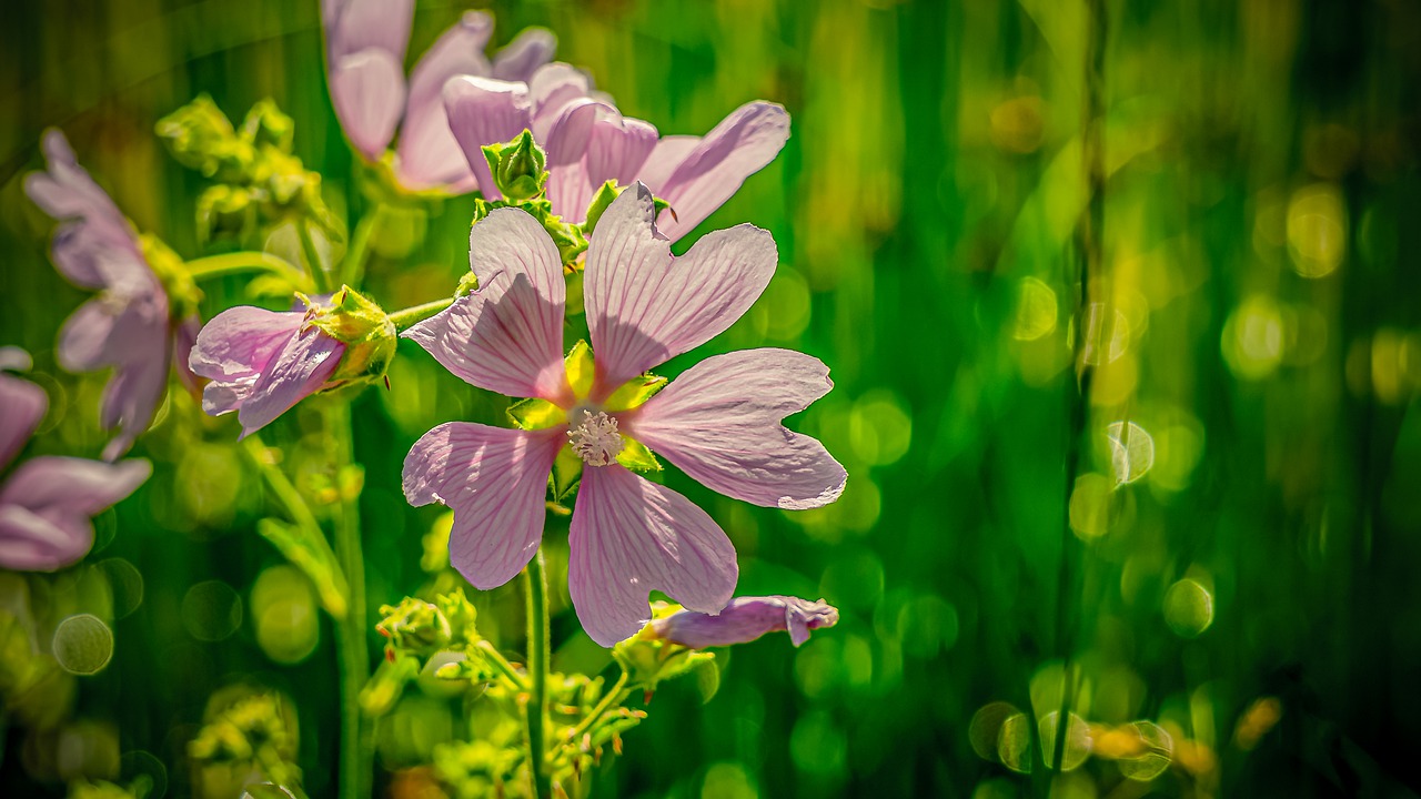 flowers  blossom  bloom free photo