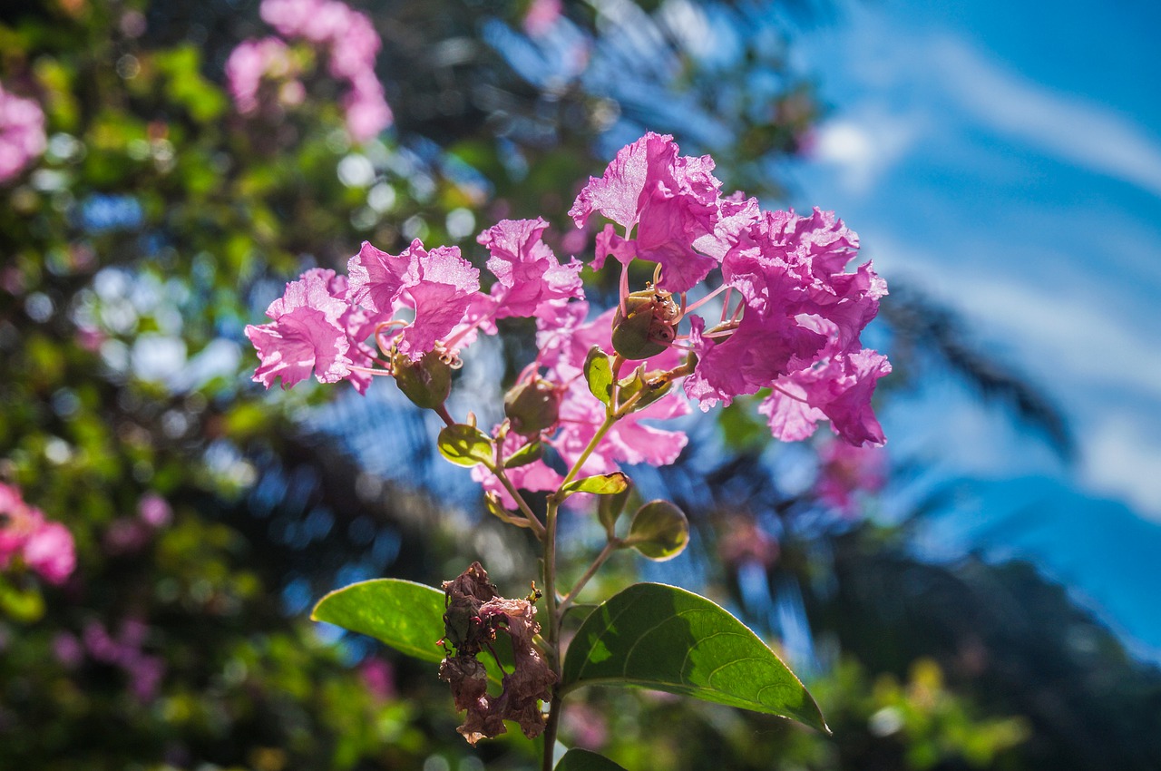 flowers  nature  flora free photo