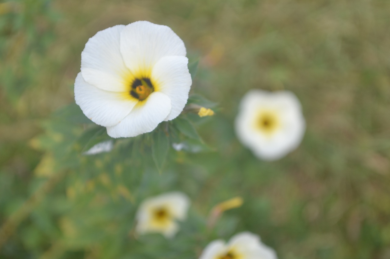 flowers  view  white flowers free photo