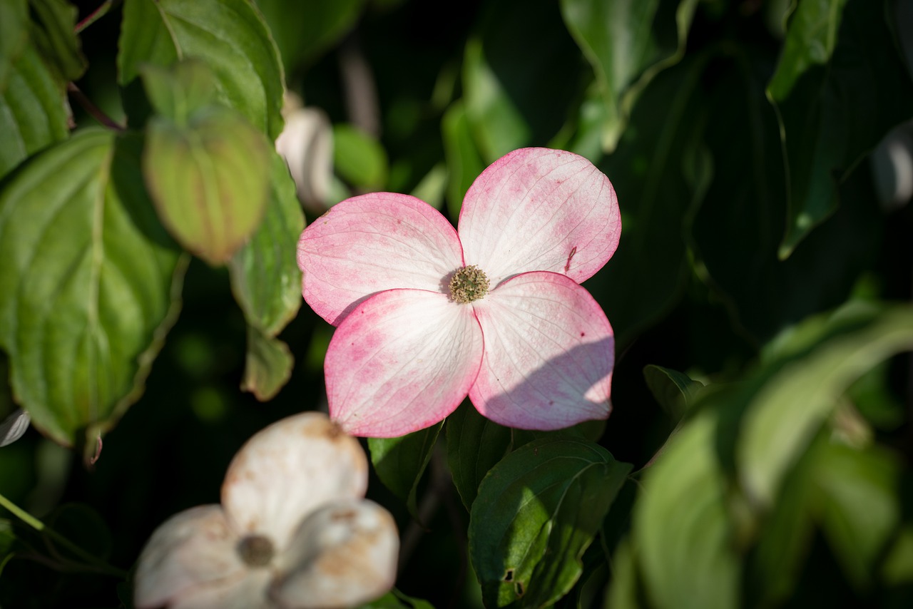 flowers  dogwood  spring free photo