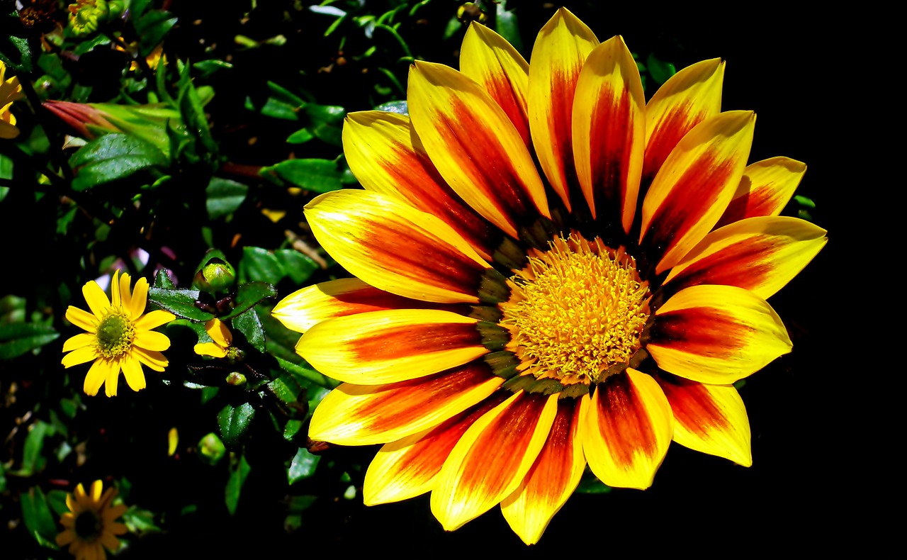flowers  garden  summer free photo