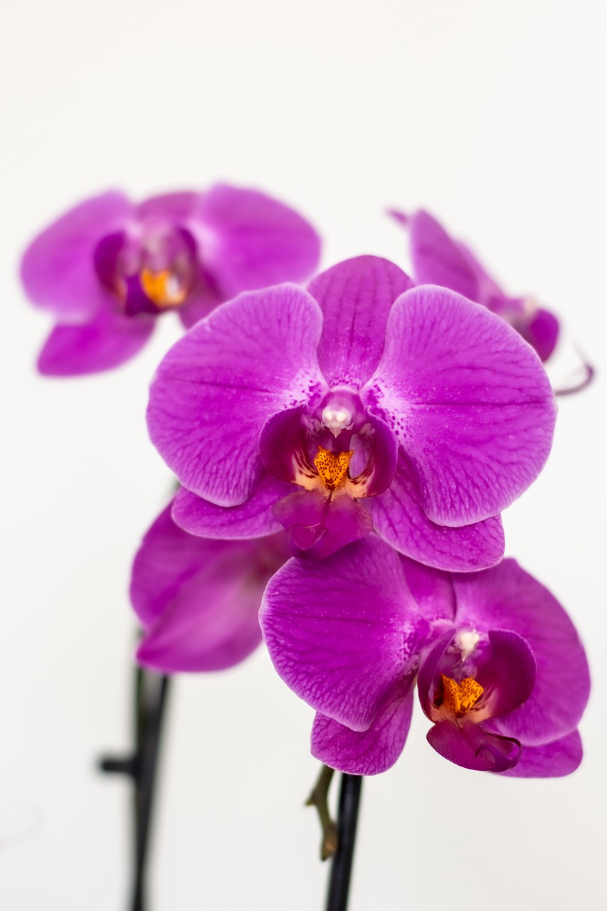 flowers  orchid  close-up free photo