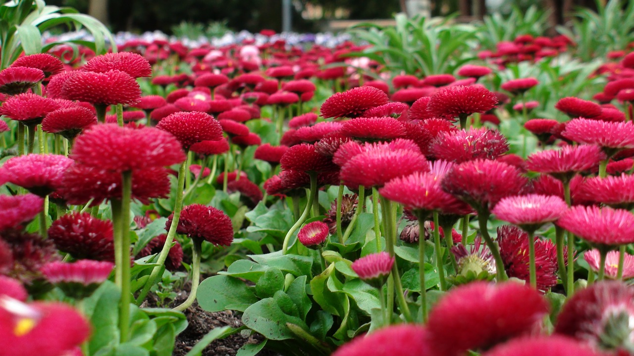 flowers greens flower bed free photo