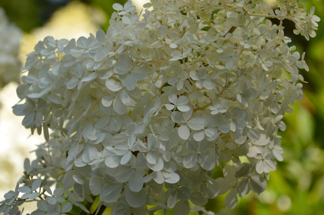 flowers  nature  blossom free photo