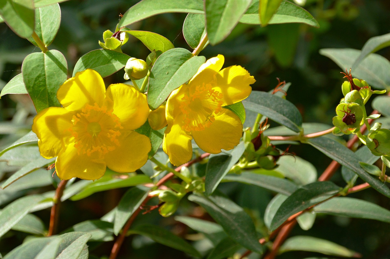 flowers  nature  blossom free photo