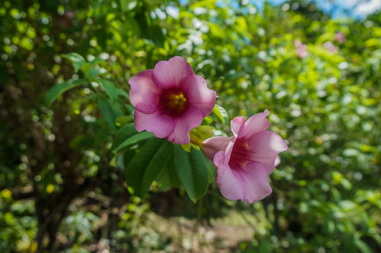 flowers  nature  plant free photo