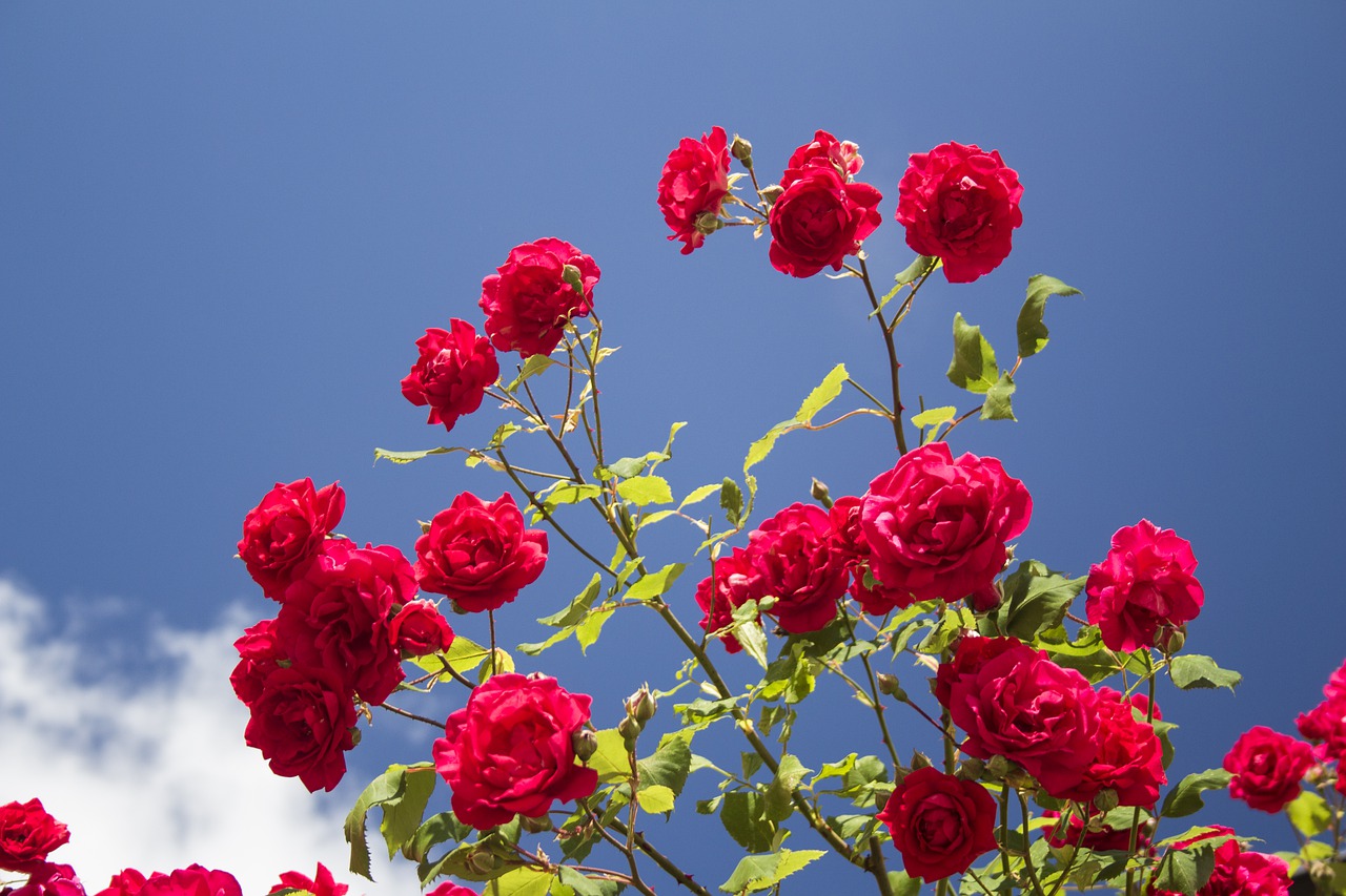 flowers  roses  blossom free photo