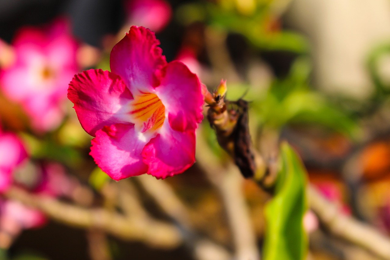 flowers  pink  flower free photo