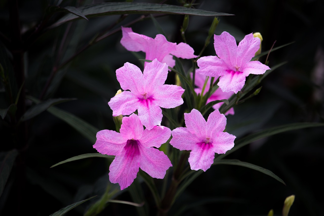 flowers  nature  wild flowers free photo