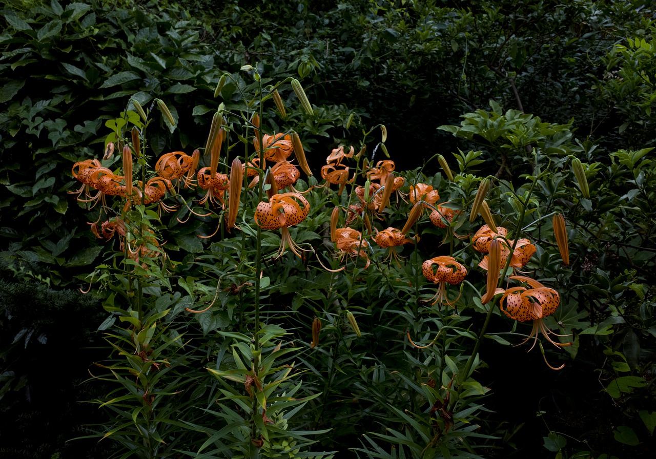 flowers  yuri  plant free photo