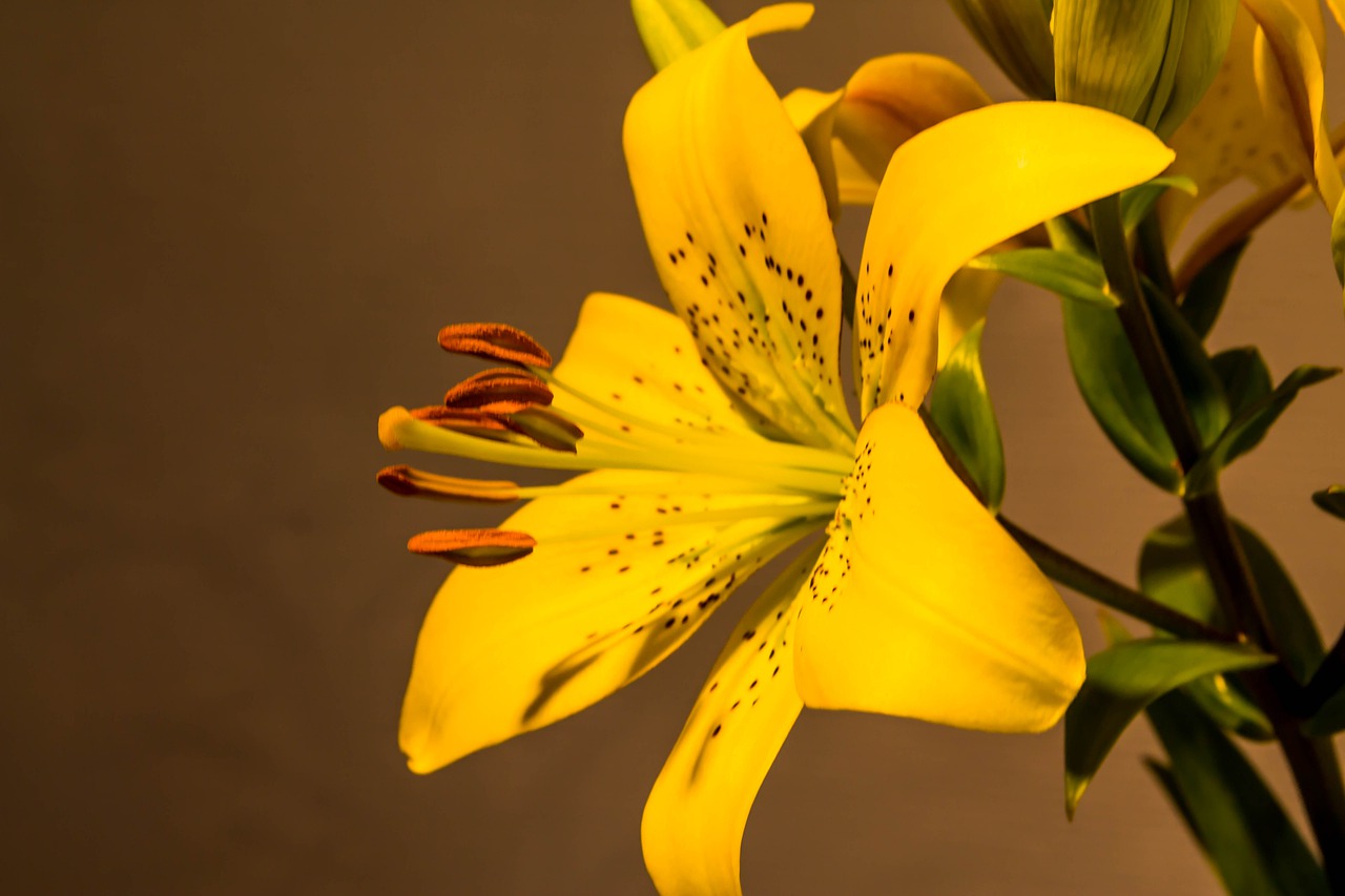 flowers  lily  nature free photo