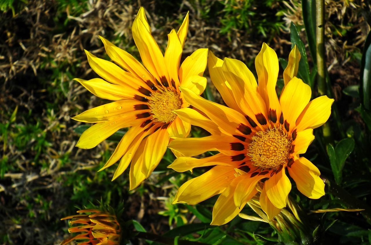 flowers  flourishing  nature free photo