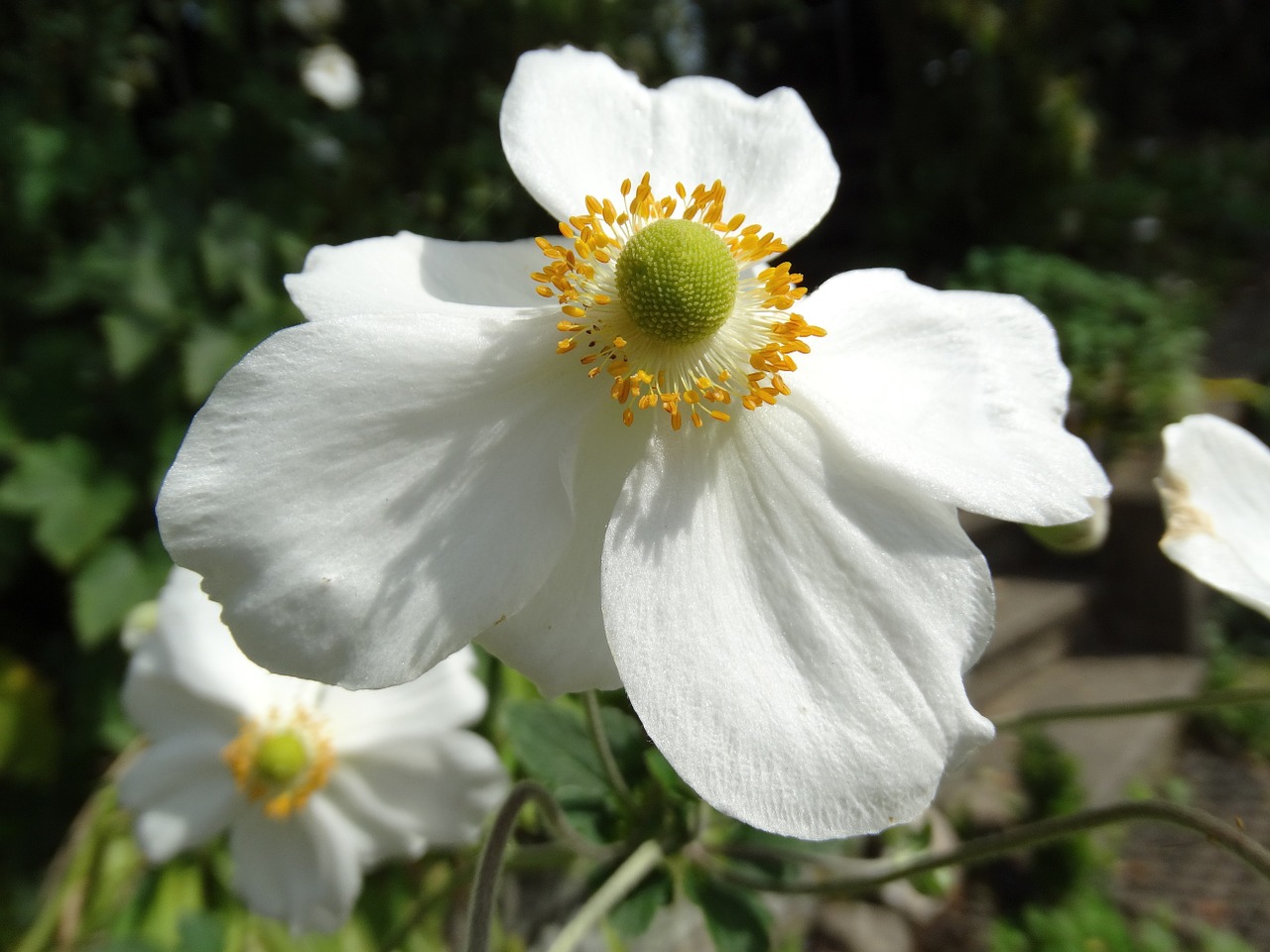 flowers blossom bloom free photo