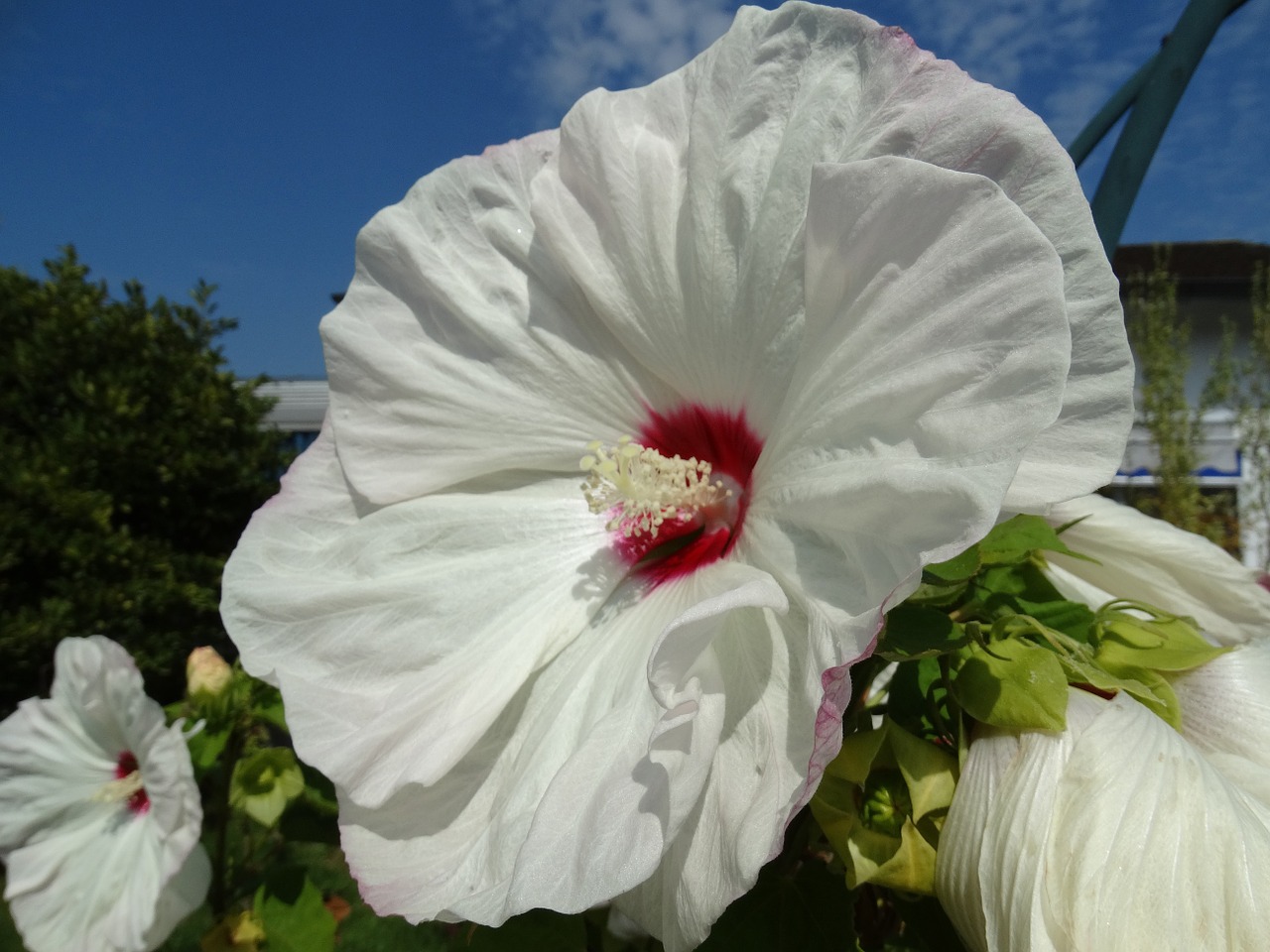 flowers blossom bloom free photo