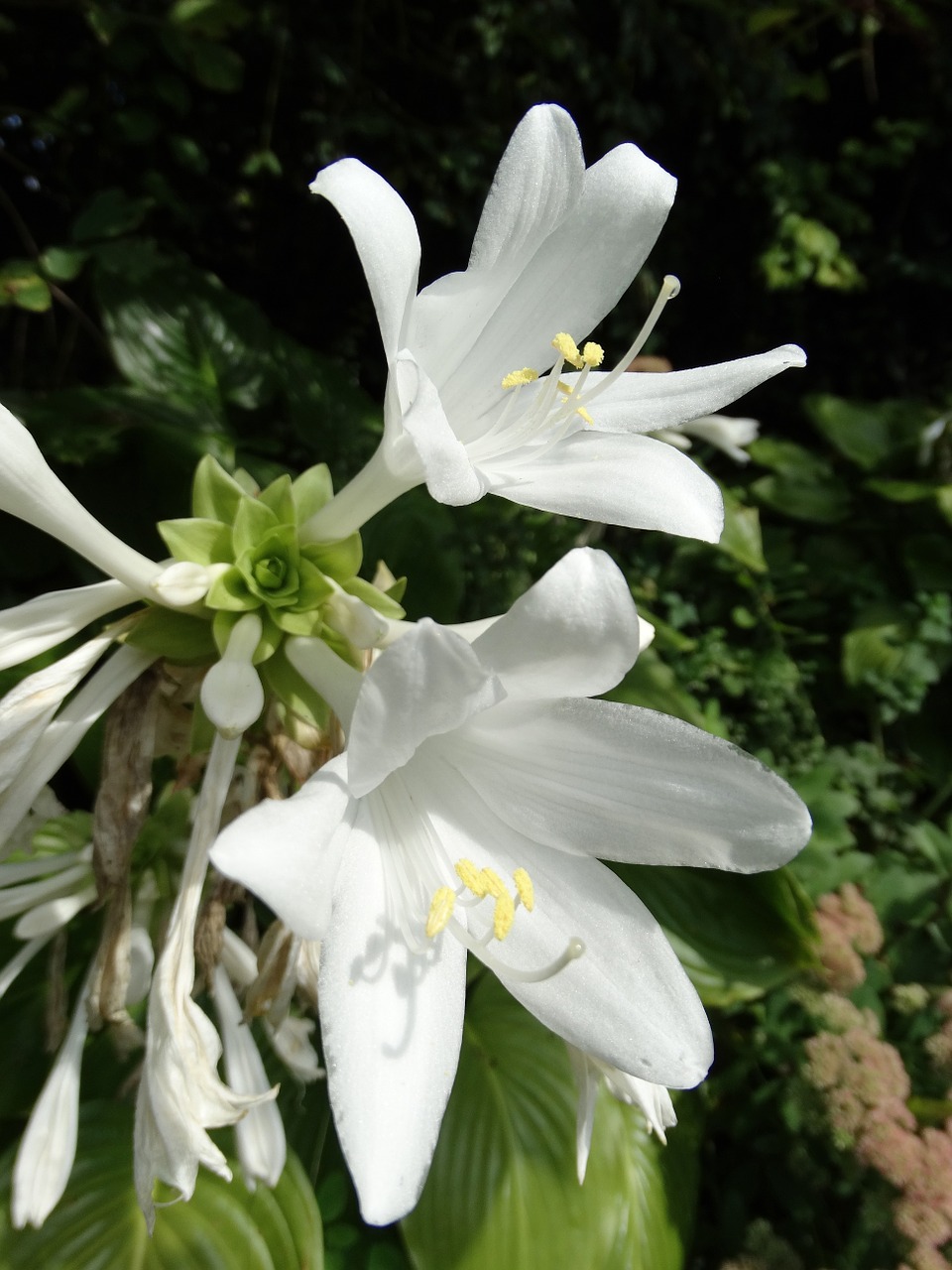 flowers blossom bloom free photo