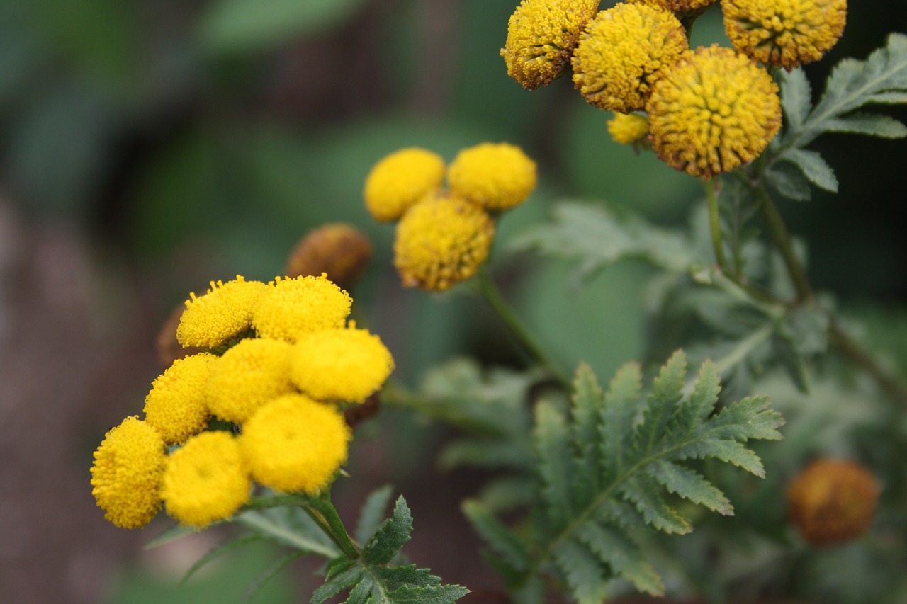 flowers blossom bloom free photo