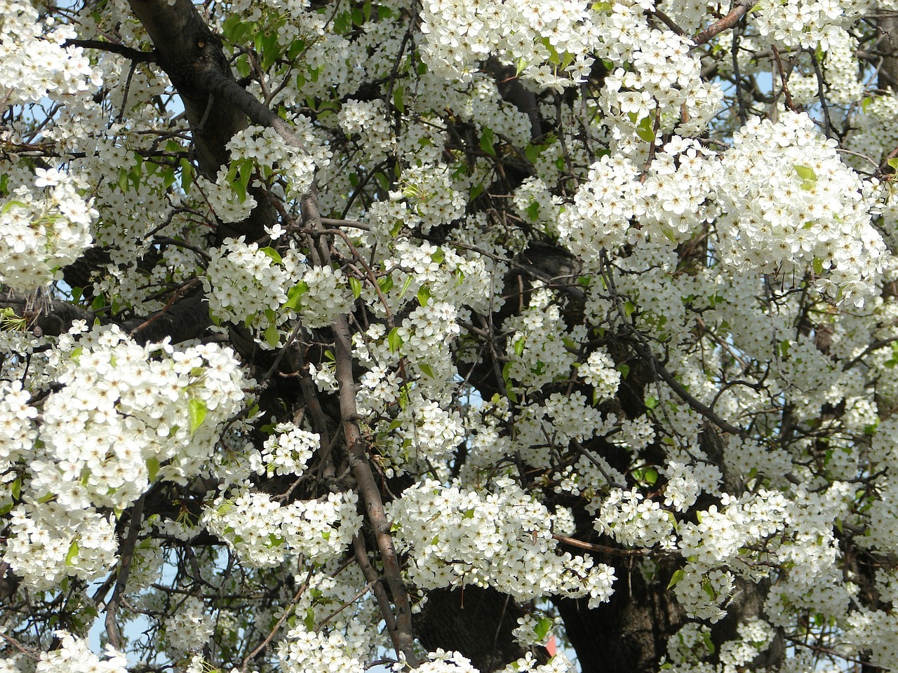 flowers tree white free photo