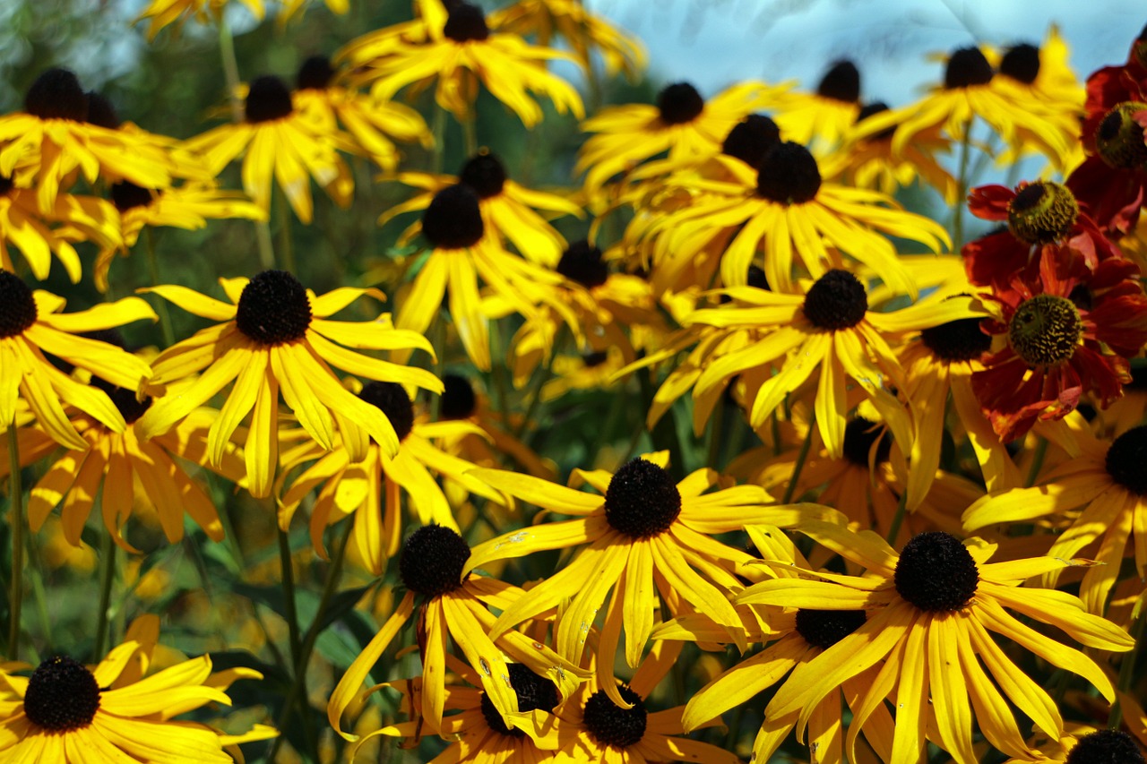 flowers sun hat flower free photo