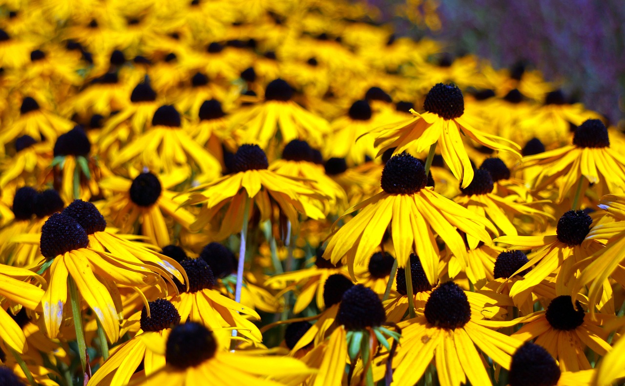 flowers sun hat flower free photo