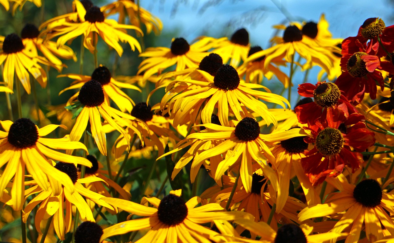 flowers sun hat flower free photo