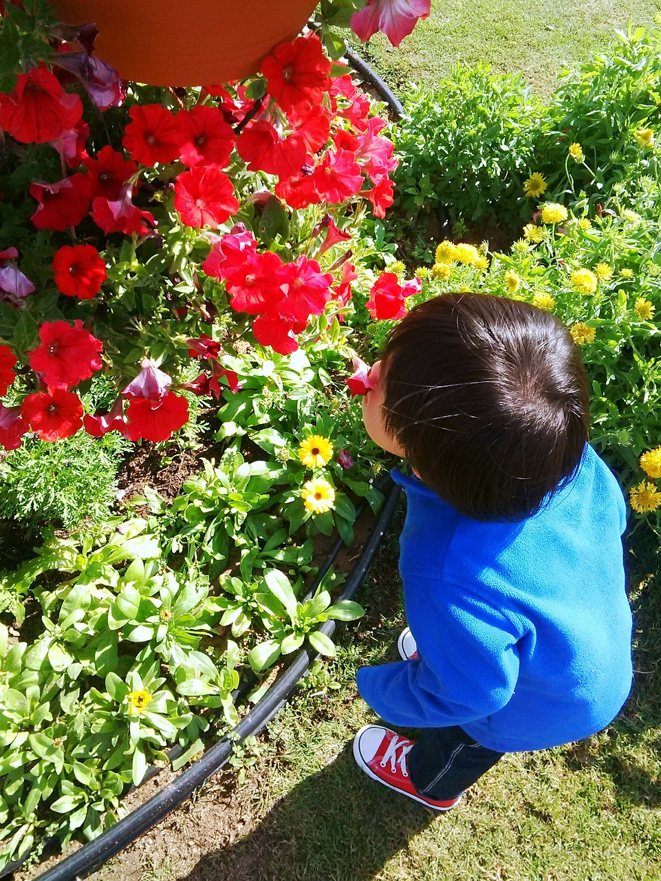 flowers boy park free photo