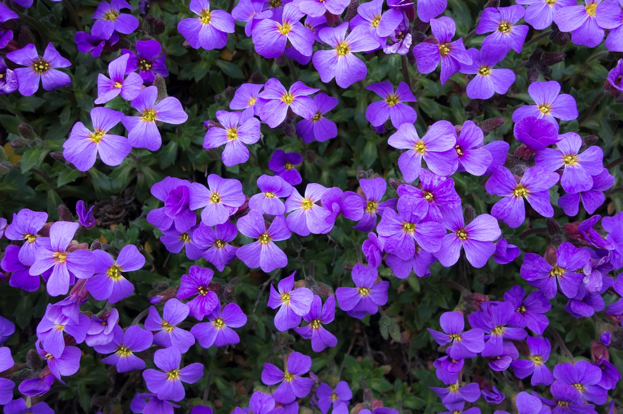 flowers purple summer free photo