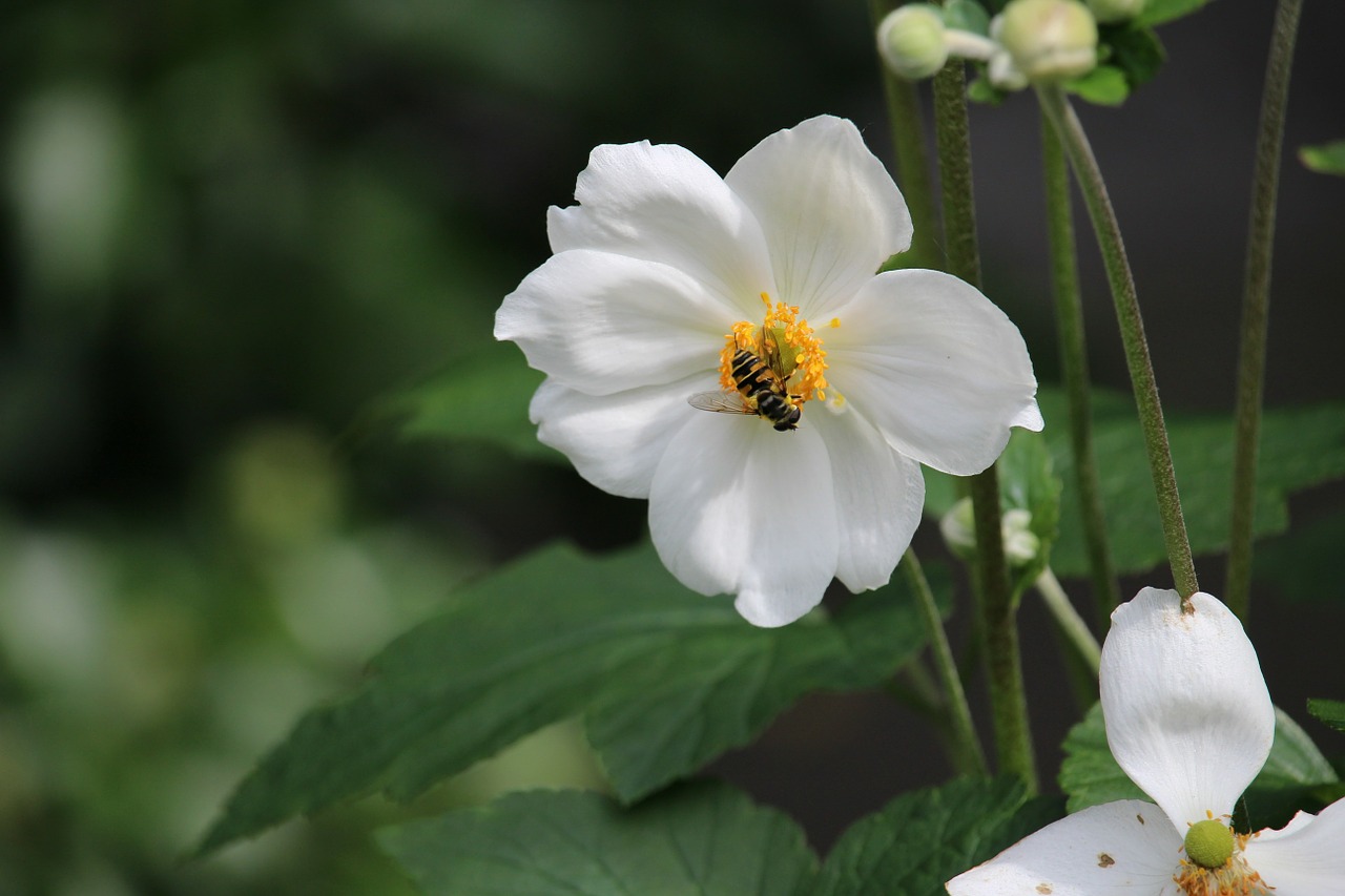 flowers nature plant free photo