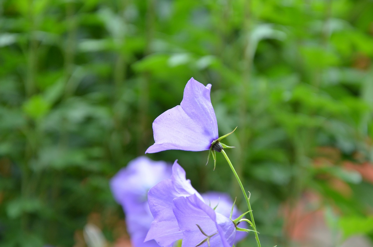 flowers bell summer free photo