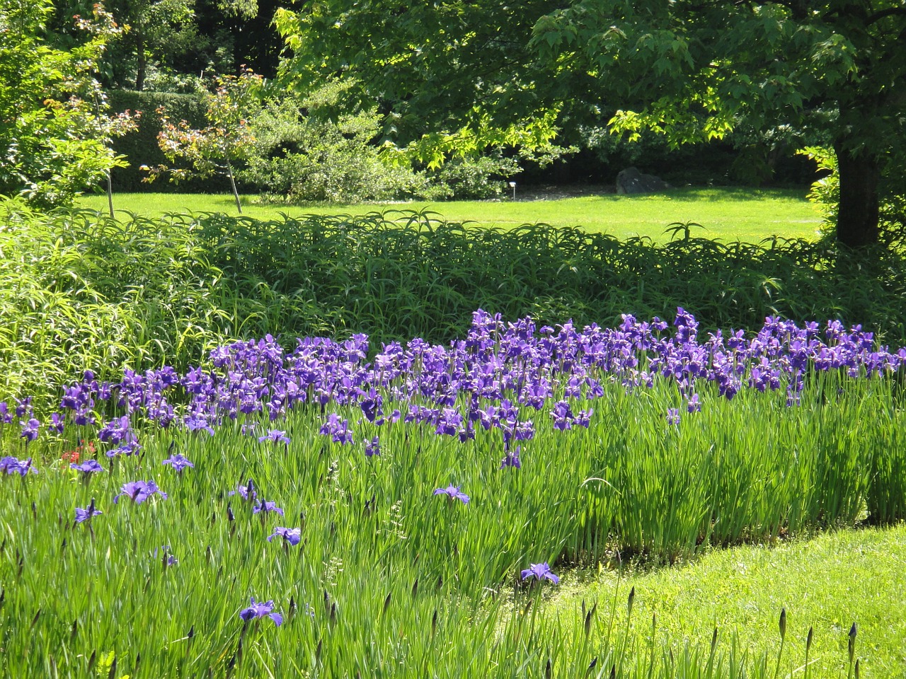 flowers park landscape free photo