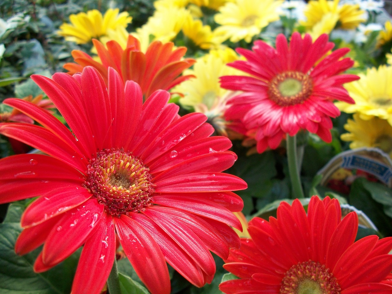 flowers red yellow free photo