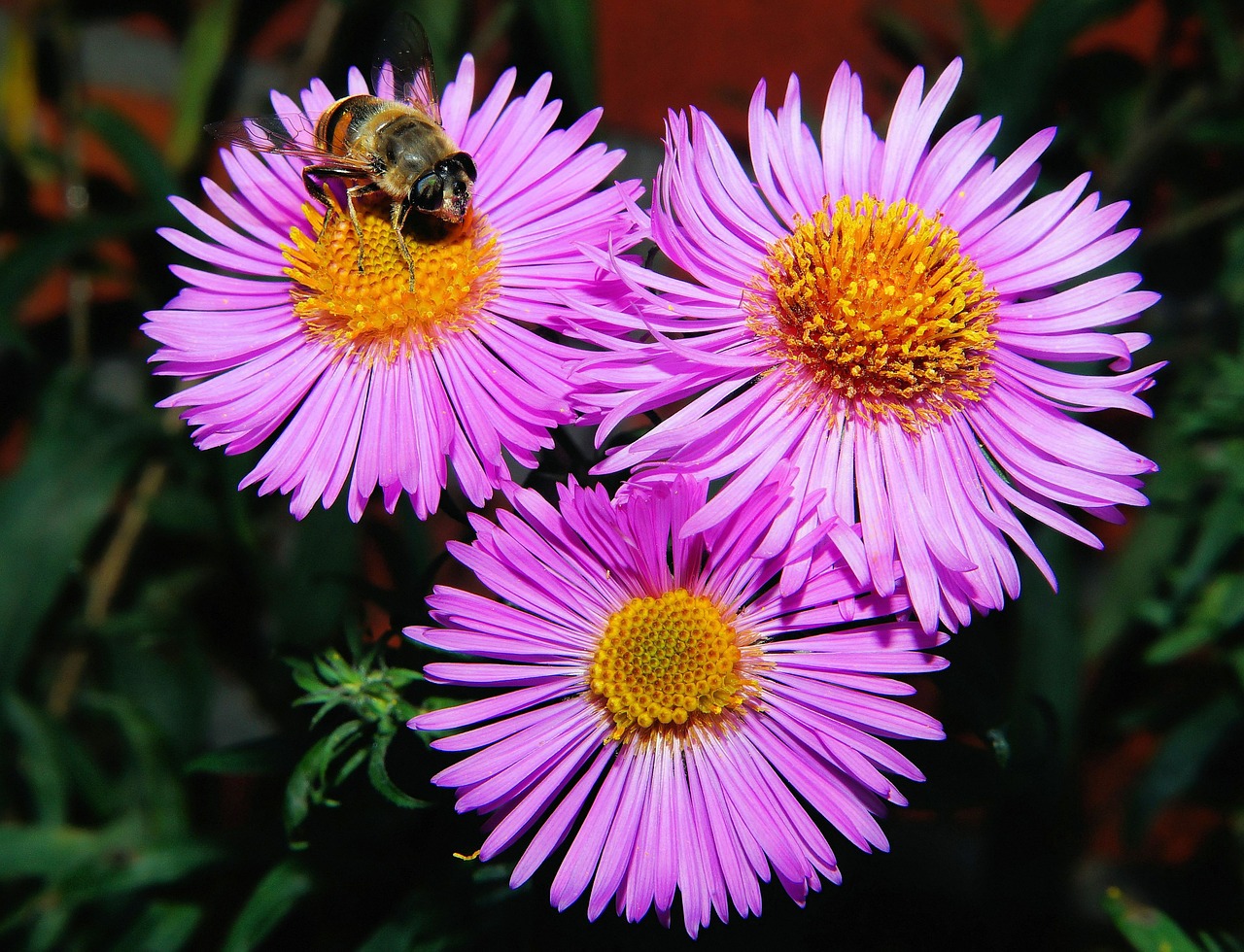 flowers purple plant free photo