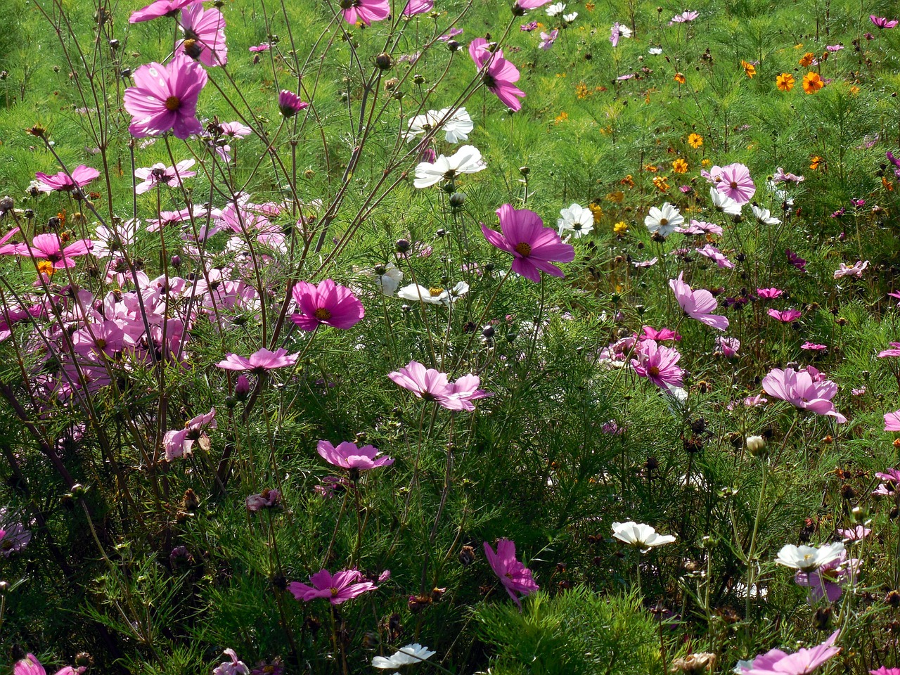 flowers nature plant free photo