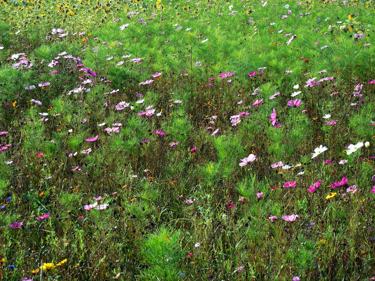 flowers nature plant free photo