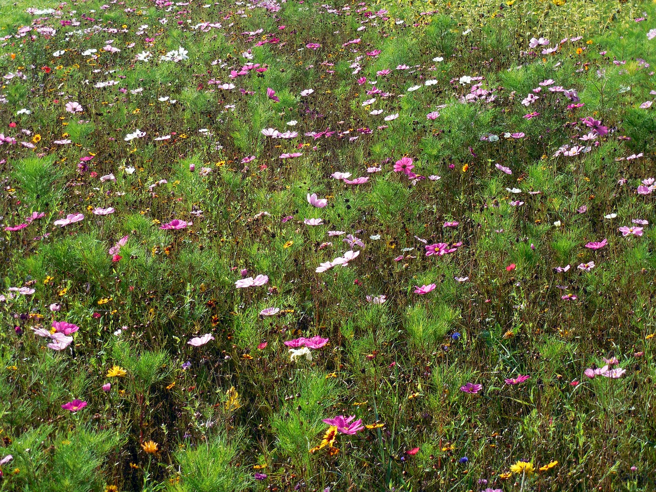 flowers nature plant free photo