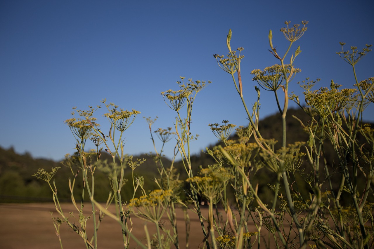 flowers weeds landscape free photo