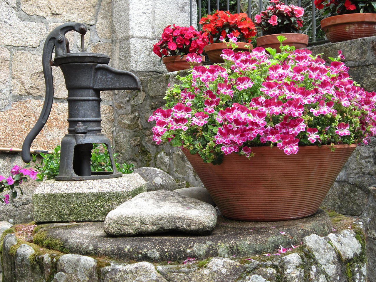 flowers water plants free photo