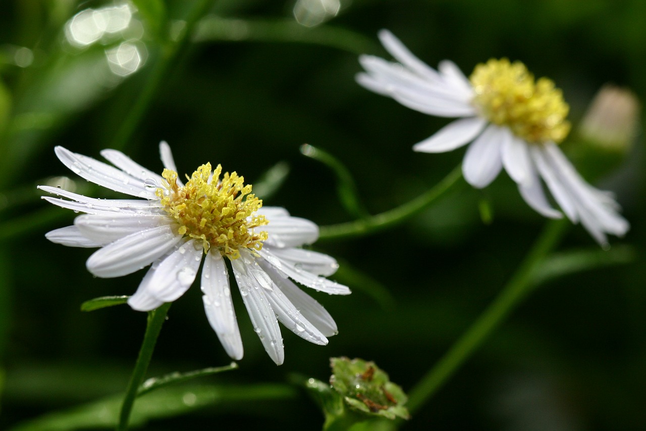 flowers daisies yellow free photo