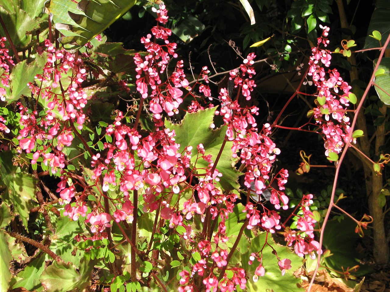 flowers pink bloom free photo