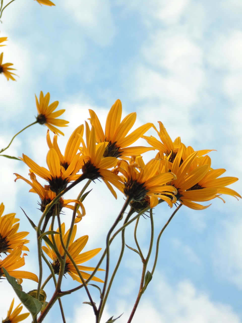 flowers yellow sky free photo