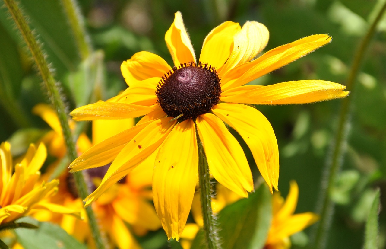 flowers yellow floral free photo