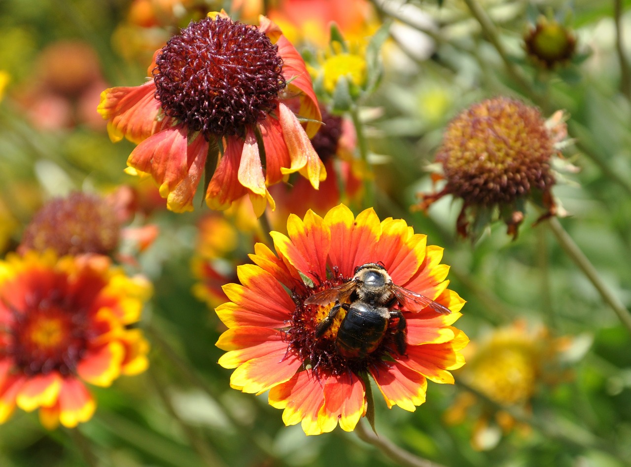 flowers bee garden free photo