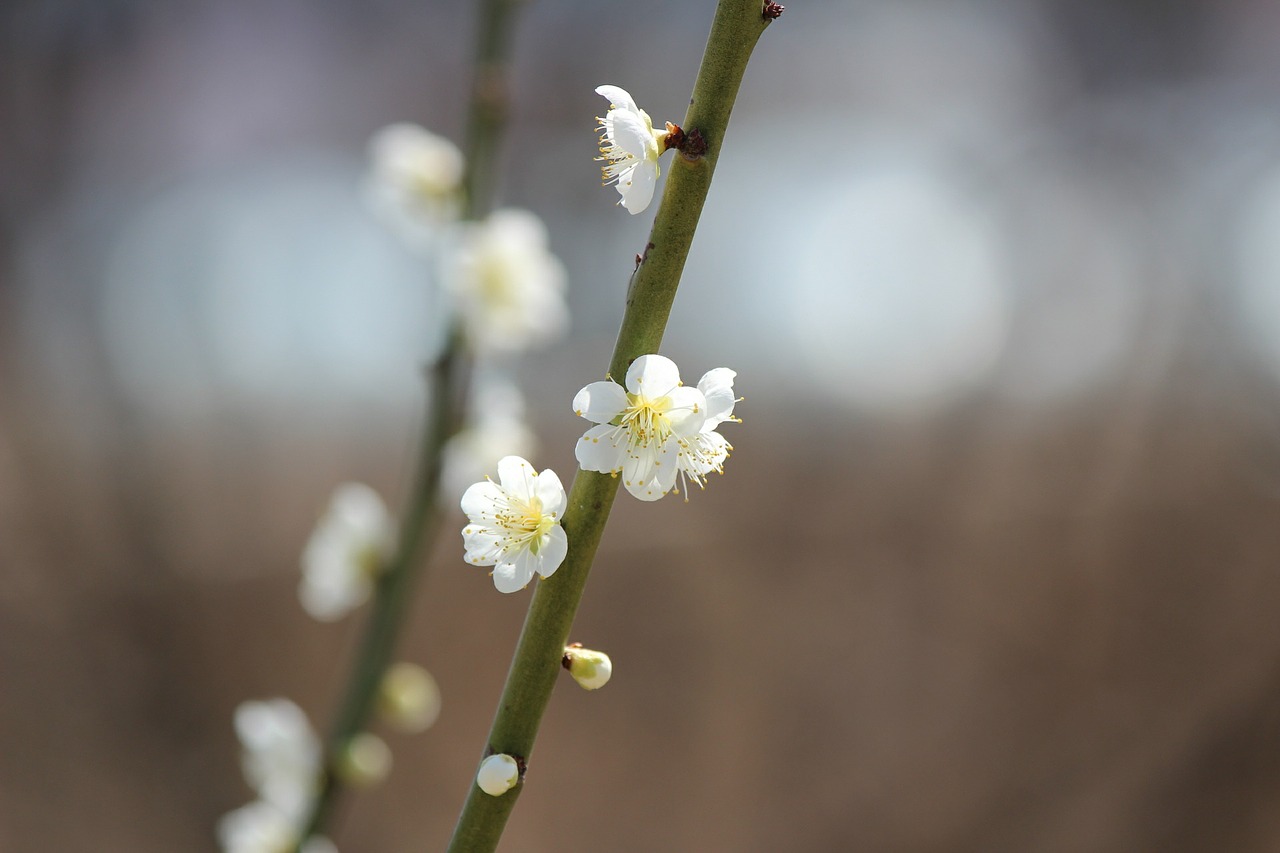 flowers tree blooms white flower free photo