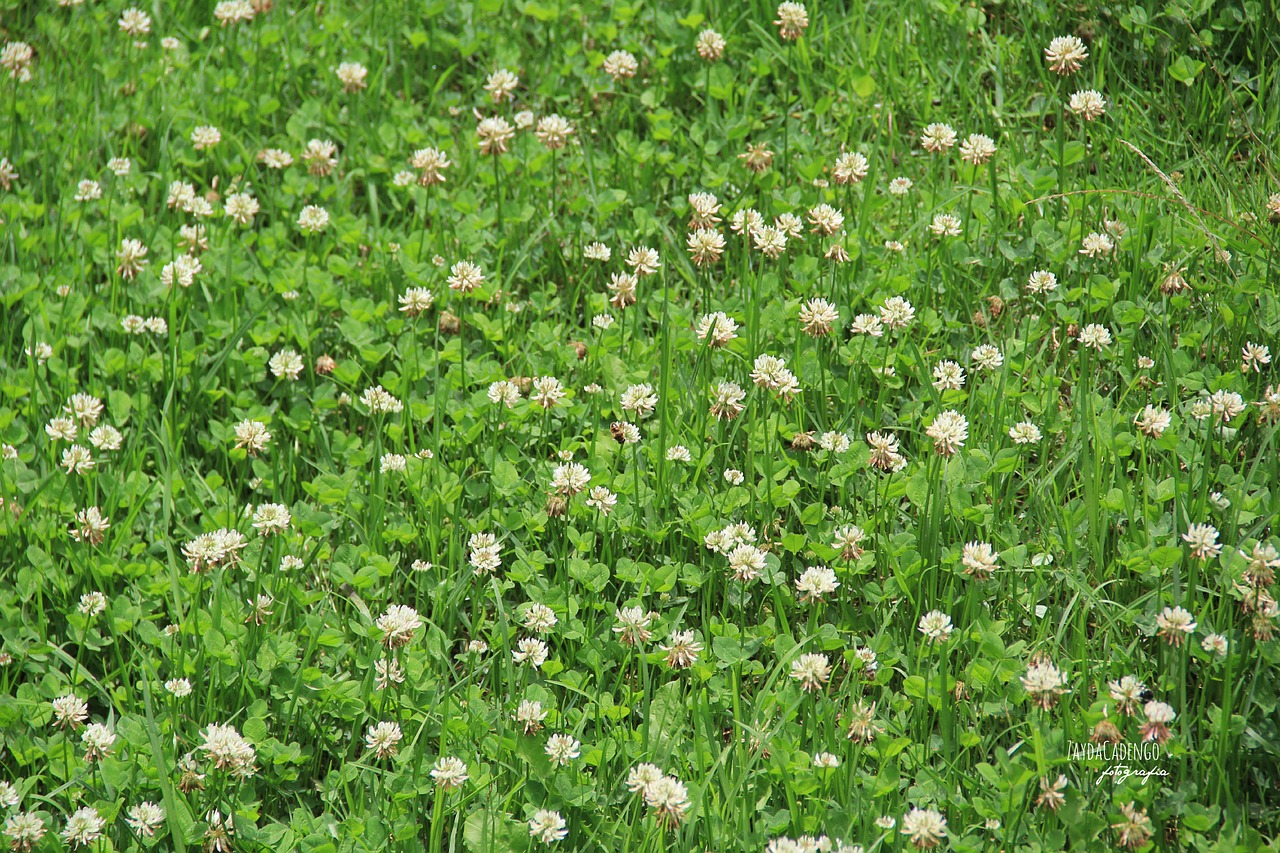 flowers white nature free photo