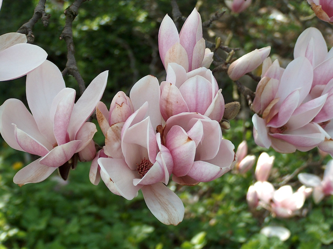 flowers spring magnolia free photo