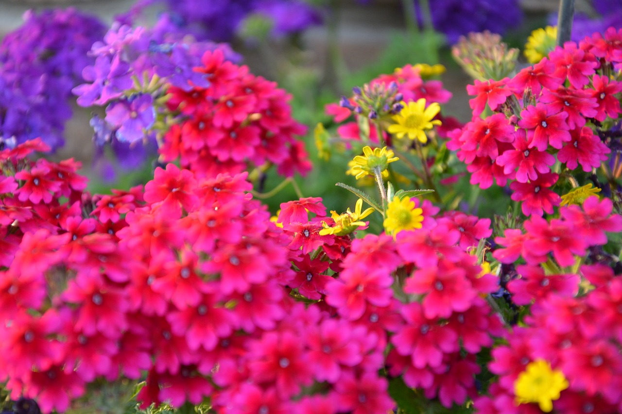 flowers colorful garden free photo